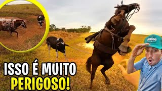 boi bravo rasgou cavalo com chifre! você não vai acreditar. 