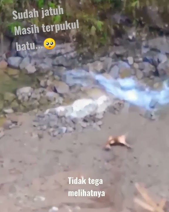 sapi yang malang
