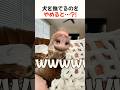 犬を撫でるのをやめると…?! #動物 #犬