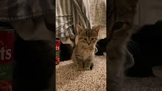 #funnypets #petfails #viralpets #doggolaughs #petreactions #funnyanimals #catantics