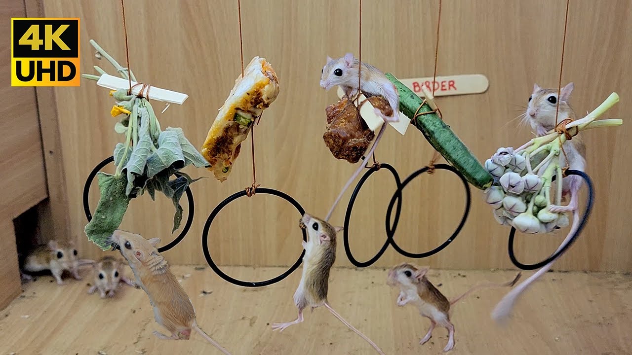 Best Mouse Video for Cats to Watch 🐭 Cat TV Mouse Hide & Seek and play on rings 10 hour YouTube