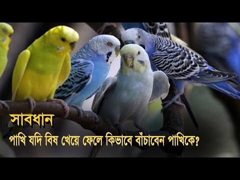 ভিডিও: আপনার পাখির বোঁটা খুব বেশি বেড়ে গেলে কি করবেন