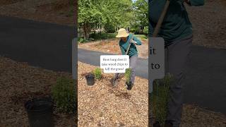 How To Kill Your Grass Quickly And Cheaply!