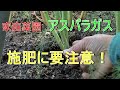 アスパラ農家 家庭菜園ならどう作る?2021/12