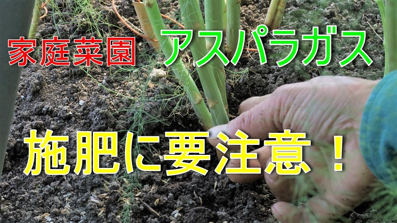 アスパラガス 初心者 農家おすすめの肥料術 Youtube