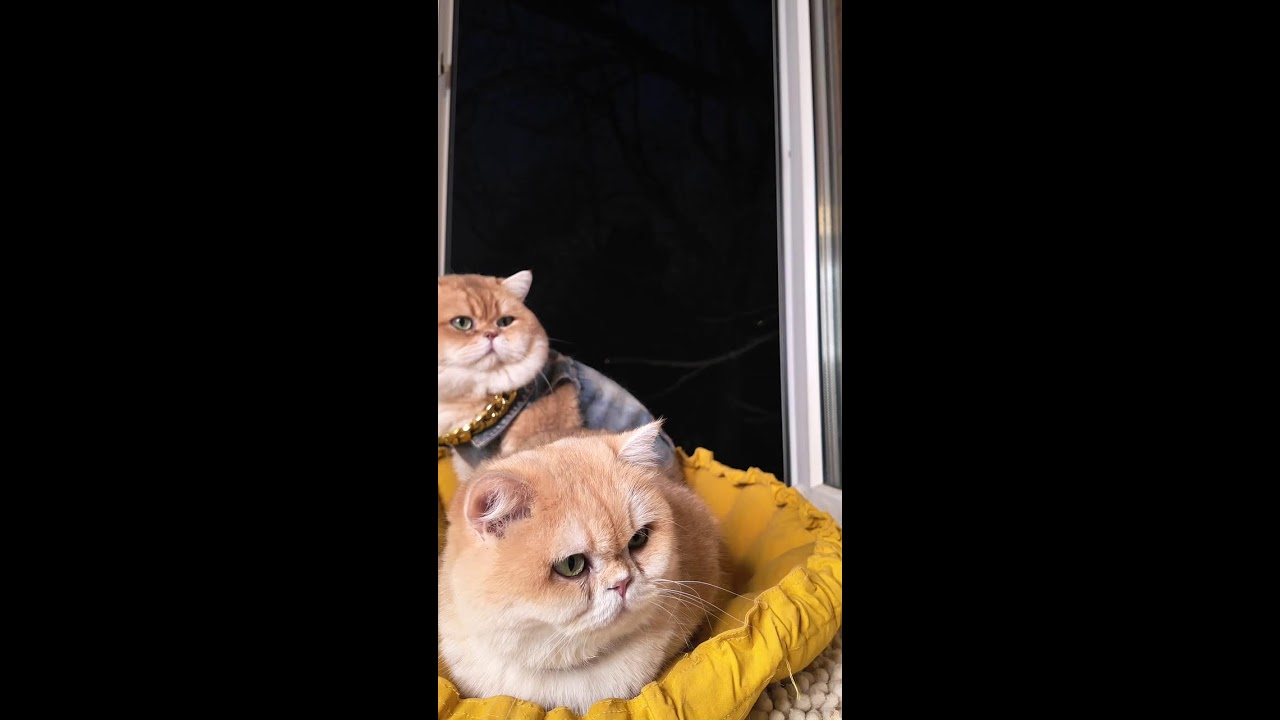 вечер добрый