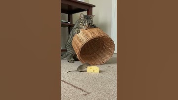 Silent... but deadly 😼🪤 Cat’s trap is locked and loaded 🎯#usacats  #americanpets  #shorts #