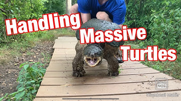 Snapping Turtle Handling and Finding! Tips and Tricks
