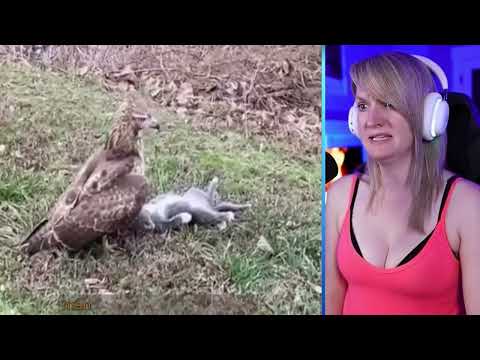 15 Merciless Hawk Hunting Moments Caught On Camera Part 2 | Pets House