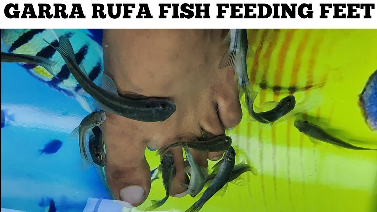Doctor Fish Feeding on Dead Cells in Feet | Garra Rufa Fish | Factory Explorer