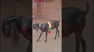 funny Goat#viral #views #viralvideo #foryou #shortsfeed