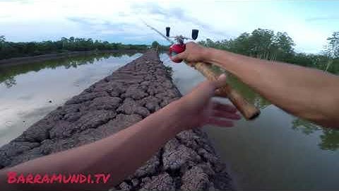 Câu cá Chẽm - Cà Mau #10 - Lure cá Chẽm Vược đụng độ hàng khủng - Barramundi Fishing