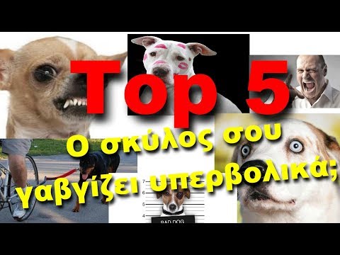 Βίντεο: 5 λόγοι για το σκυλί σας δεν θα σταματήσει να γαβγίζει