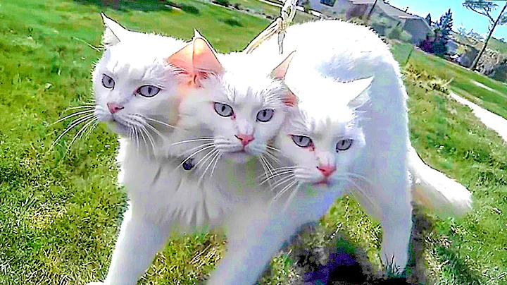 Video 9921581: bengal kitten living, eyed bengal, cat born