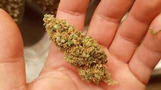 Trimming up some jack herer from the 4x4 tent dr.earth all organic grow