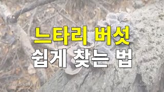 안보면 손해. 느타리버섯 99% 쉽게찾는방법