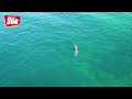 Paddleboarders' lucky escape after coming across basking shark near British coastline