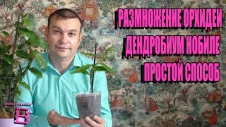 РАЗМНОЖЕНИЕ ОРХИДЕИ ДЕНДРОБИУМ НОБИЛЕ. САМЫЙ ПРОСТОЙ СПОСОБ. СОВМЕСТНЫЙ ПРОЕКТ С КАНАЛОМ ORHI.VED.A.(Как быстро и легко размножить орхидею Дендробиум Нобиле? Размножение орхидей детками. Что такое прикорнева..., 2016-10-23T18:00:00.000Z)