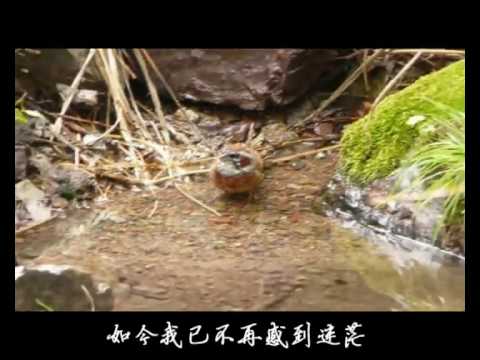 杨佳-怒放的生命