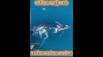 Thu nhập cả triệu đô, nhưng rất ít người dám làm nghề này #khampha #kienthuc