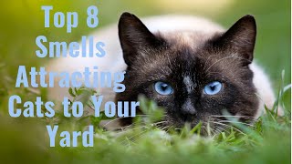 What Are The Top 8 Smells Attracting Cats to Your Yard? The Ultimate Guide!