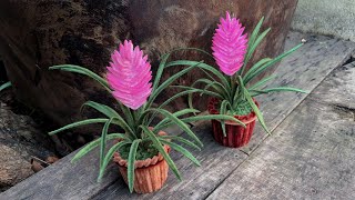 ABC TV | How To Make Pink Quill Plant With Pipe Cleaner - Craft Tutorial