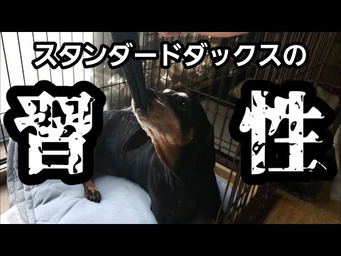 【悪ガキw】スタンダードダックスの習性&性格は悪ガキ過ぎるwww