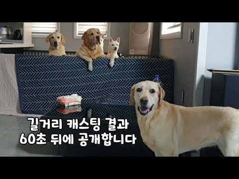 떠돌이 강아지가 찾아 들어간 집에 <strong>좋은사람이</strong> 살면 생기는 일