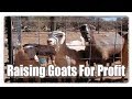 Raising Goats For Profit Video
