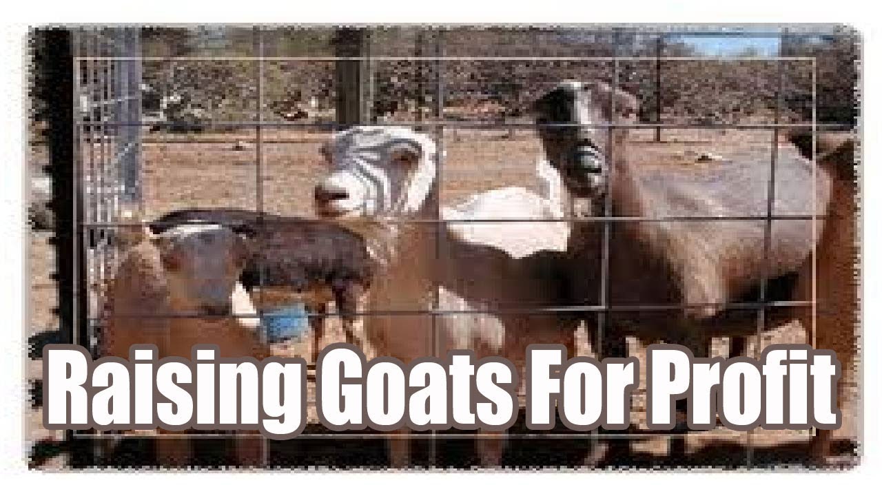 Raising Goats For Profit YouTube