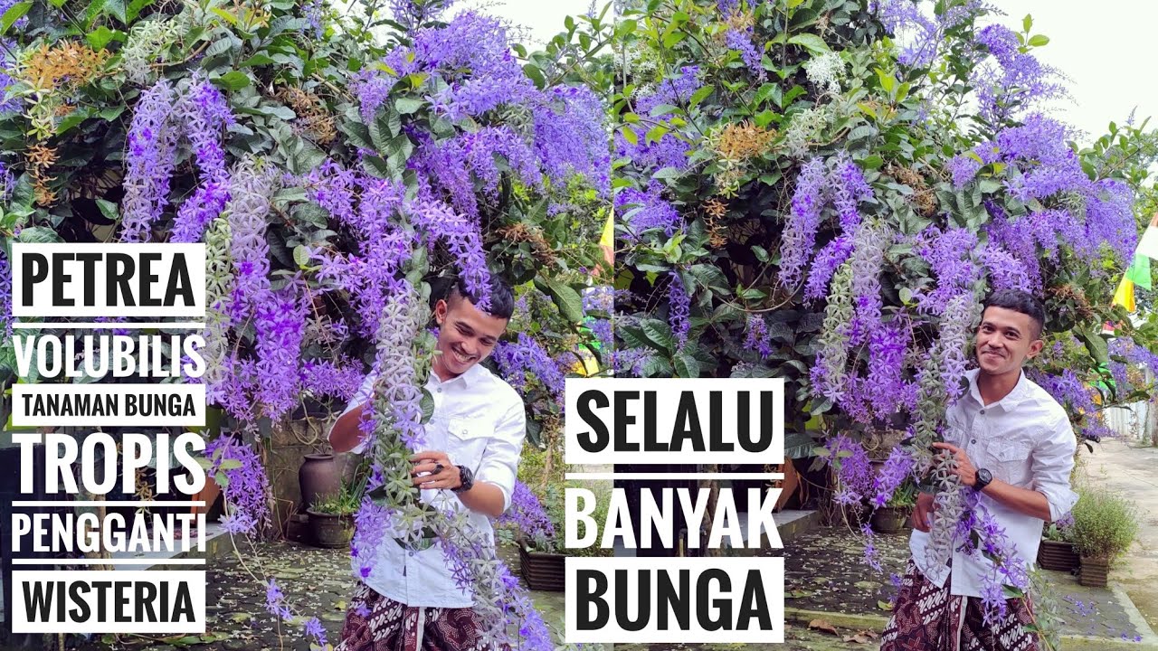 Wisteria tropis,  bunganya lebat,  apakah ini?