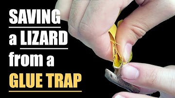 RESCUING a LIZARD from a GLUE TRAP
