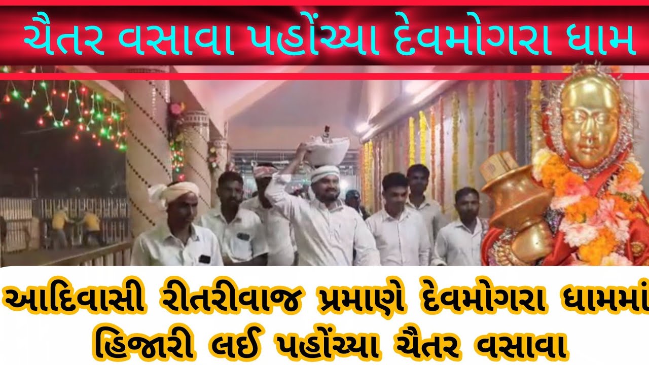 (દેવમોગરા Live)ચૈતર વસાવા પહોંચ્યા દેવમોગરા હિજારી લઈ,આદિવાસી રીતરિવાજ પ્રમાણે,માતાજી ના દર્શન કર્યા