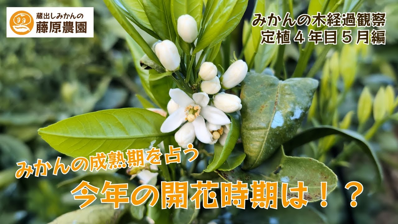 4th Year Since Planting, May] What tasks should you do when