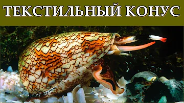 ТЕКСТИЛЬНЫЙ КОНУС - Смертоносный красавец