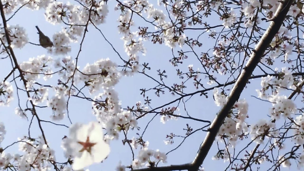 鳥と桜 YouTube