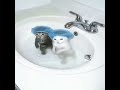 Cat edit#edit #ai #cat #funny #just #shorts #shortvideo