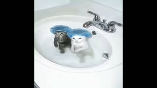 Cat edit#edit #ai #cat #funny #just #shorts #shortvideo
