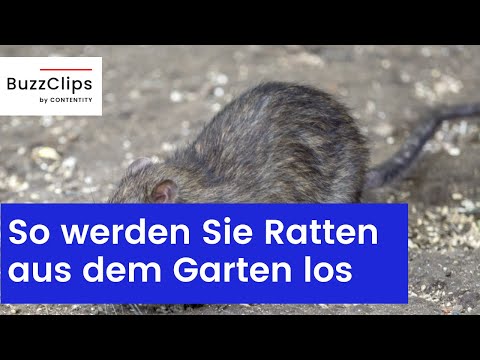Video: Wie man eine Ratte fängt - Möglichkeiten, Nagetiere auszurotten