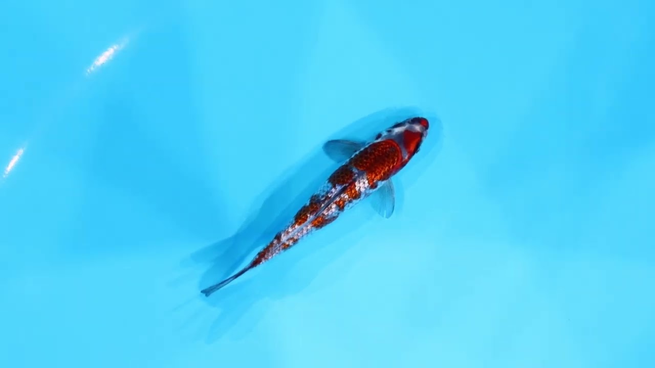 若鯉大会スペシャルオークション！】260302-106の出品鯉のご紹介