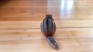 Chipmunk Chucky Goes To Another Room To Find Hidden Mealworms