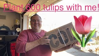 Planting 600 Tulip Bulbs at Christmas!