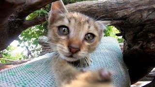 遊び終わって家に帰る子猫に着いていってみた