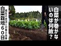 【白菜栽培】虫食い対策の結果と巻かない理由について
