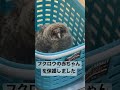 フクロウの赤ちゃんを保護した日①