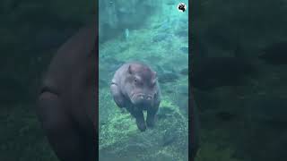 “Why is a baby hippo afraid of water ⚡️😱 #facts