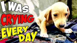 Abandoned Puppy's Cry for Help was Finally Answered