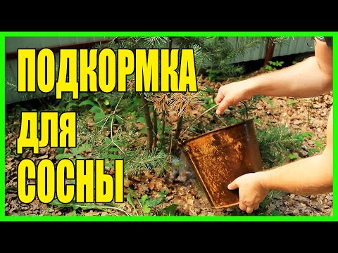 ПОДКОРМКА ДЛЯ СОСНЫ. ЧЕМ ПОДКОРМИТЬ ПОЖЕЛТЕВШУЮ СОСНУ?