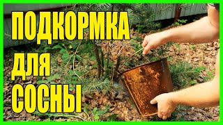 ПОДКОРМКА ДЛЯ СОСНЫ. ЧЕМ ПОДКОРМИТЬ ПОЖЕЛТЕВШУЮ СОСНУ?