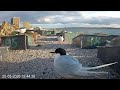 Coquet Island: 1 Nesting Terrace☀️20/05/26